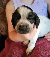 M-Black collar, blue roan, a male English Cocker Spaniel for sale in Fort Scott, KS – 1 of 10