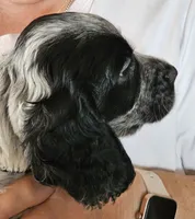 M- Blue roan, Black collar, a male English Cocker Spaniel for sale in Fort Scott, KS – 4 of 10