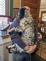 Black collar, blue roan, a male English Cocker Spaniel for sale in Fort Scott, KS – 9 of 10