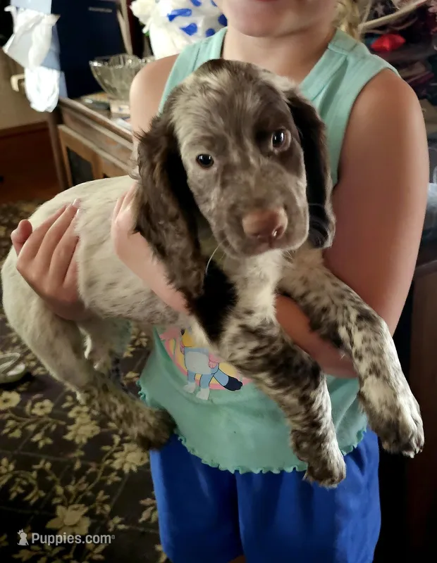 Big Red M- Liver roan, red collar – English Cocker Spaniel puppy for sale in Fort Scott, KS