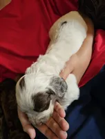 M-Red collar, liver roan, a male English Cocker Spaniel for sale in Fort Scott, KS – 3 of 10