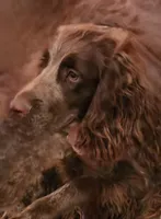 Buster Brown, a male English Cocker Spaniel for sale in Fort Scott, KS – 4 of 6