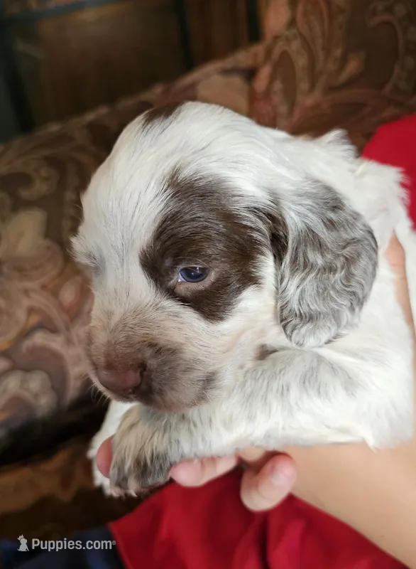 Red collar, liver roan – English Cocker Spaniel puppy for sale in Fort Scott, KS