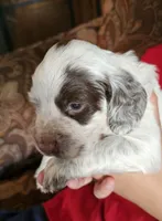 M-Red collar, liver roan, a male English Cocker Spaniel for sale in Fort Scott, KS – 1 of 10