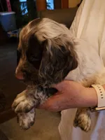 Big Red M- Liver roan, red collar, a male English Cocker Spaniel for sale in Fort Scott, KS – 6 of 9