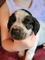 M-Black collar, blue roan, a male English Cocker Spaniel for sale in Fort Scott, KS – 2 of 10