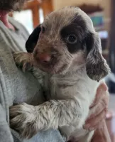 M- Liver roan, red collar, a male English Cocker Spaniel for sale in Fort Scott, KS – 3 of 10