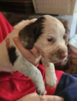 M-Red collar, liver roan, a male English Cocker Spaniel for sale in Fort Scott, KS – 2 of 10
