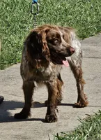 Buster Brown, a male English Cocker Spaniel for sale in Fort Scott, KS – 2 of 6