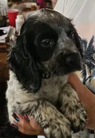 M- Blue roan, Black collar, a male English Cocker Spaniel for sale in Fort Scott, KS – 2 of 10