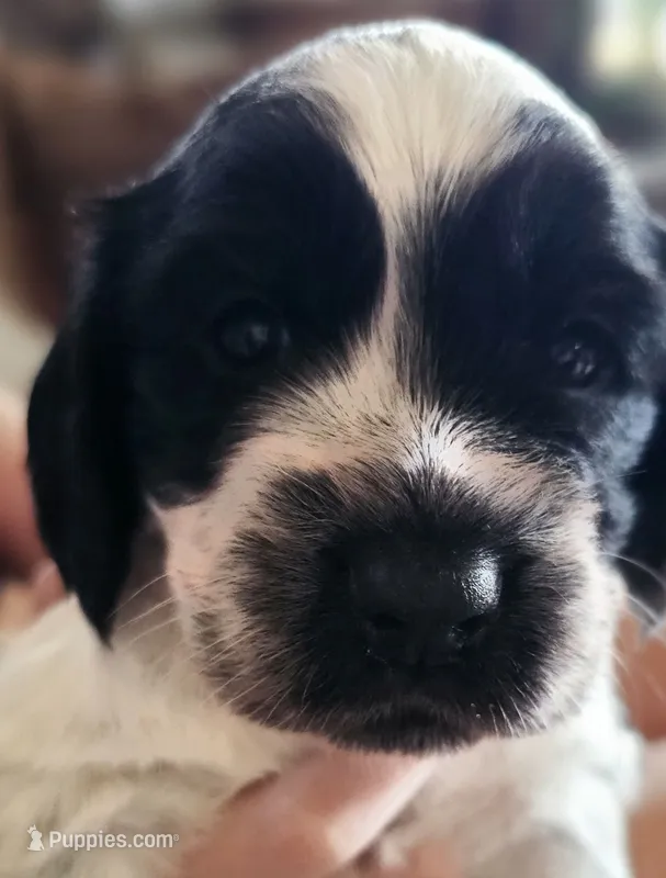 F-Orange collar, blue roan – English Cocker Spaniel puppy for sale in Fort Scott, KS