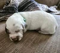 Green collar, liver roan, a male English Cocker Spaniel for sale in Fort Scott, KS – 2 of 10