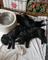 Willow, a female English Cocker Spaniel for sale in Fort Scott, KS – 5 of 7