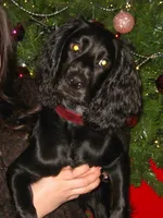 Willow, a female English Cocker Spaniel for sale in Fort Scott, KS – 5 of 10