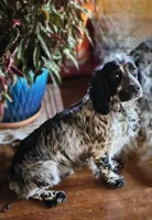 Green collar, liver roan, a male English Cocker Spaniel for sale in Fort Scott, KS – 10 of 10