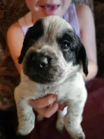 M-Black collar, blue roan, a male English Cocker Spaniel for sale in Fort Scott, KS – 6 of 10