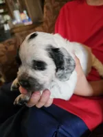 F-Yellow collar, blue roan, a female English Cocker Spaniel for sale in Fort Scott, KS – 2 of 10