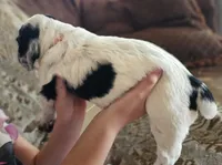 F-Orange collar, blue roan, a female English Cocker Spaniel for sale in Fort Scott, KS – 4 of 10