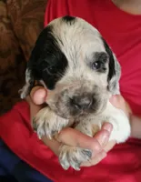 F-Yellow collar, blue roan, a female English Cocker Spaniel for sale in Fort Scott, KS – 3 of 10