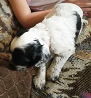 F-Orange collar, blue roan, a female English Cocker Spaniel for sale in Fort Scott, KS – 2 of 10