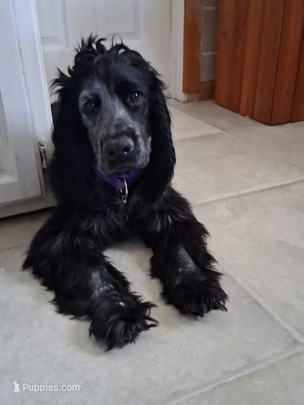 Zebediah – English Cocker Spaniel puppy for sale in Fort Scott, KS