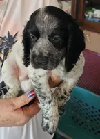 M- Blue roan, Black collar, a male English Cocker Spaniel for sale in Fort Scott, KS – 6 of 10