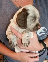F-Brown collar, liver roan, a female English Cocker Spaniel for sale in Fort Scott, KS – 2 of 10