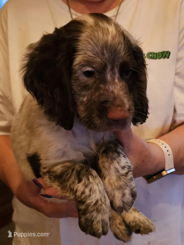 Big Red M- Liver roan, red collar – English Cocker Spaniel puppy for sale in Fort Scott, KS