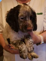 Big Red M- Liver roan, red collar, a male English Cocker Spaniel for sale in Fort Scott, KS – 1 of 9