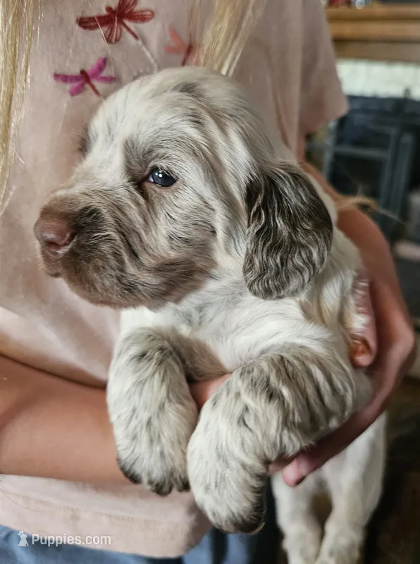 Green collar, liver roan – English Cocker Spaniel puppy for sale in Fort Scott, KS