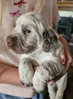 M-Green collar, liver roan, a male English Cocker Spaniel for sale in Fort Scott, KS – 1 of 7