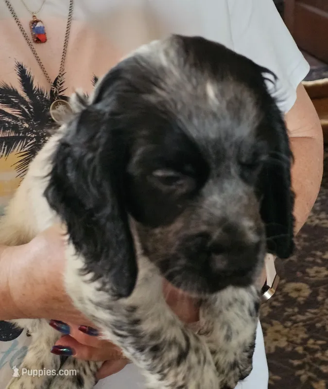 M- Blue roan, Black collar – English Cocker Spaniel puppy on hold in Fort Scott, KS