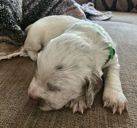 Green collar, liver roan, a male English Cocker Spaniel for sale in Fort Scott, KS – 5 of 10