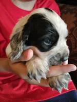 F-Yellow collar, blue roan, a female English Cocker Spaniel for sale in Fort Scott, KS – 5 of 10