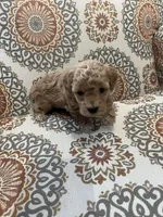 Rossi, a female Poodle - Toy  for sale in Stratford, CT – Photo 10 of 10