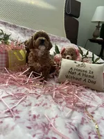 Rossi, a female Poodle - Toy  for sale in Stratford, CT – Photo 5 of 10