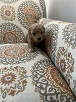 Rossi, a female Poodle - Toy  for sale in Stratford, CT – Photo 9 of 10