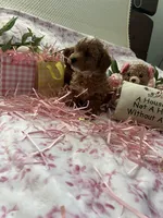 Rossi, a female Poodle - Toy  for sale in Stratford, CT – Photo 6 of 10