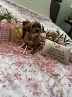 Rossi, a female Poodle - Toy  for sale in Stratford, CT – Photo 7 of 10