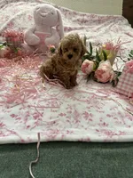 Rossi, a female Poodle - Toy  for sale in Stratford, CT – Photo 2 of 10