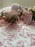 Rossi, a female Poodle - Toy  for sale in Stratford, CT – Photo 3 of 10