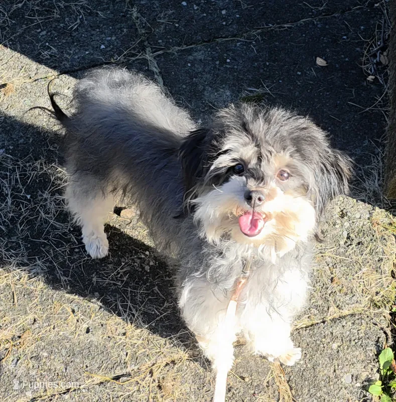Phoebe – Havanese puppy for sale in Tecumseh, MI