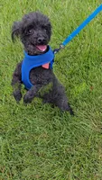 AKC Pepe, a male Poodle - Toy  for sale in Tecumseh, MI – 3 of 5