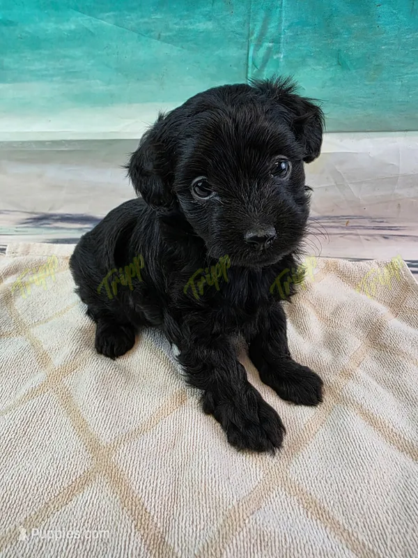 CKC Female 1 – Havapoo puppy for sale in Tecumseh, MI
