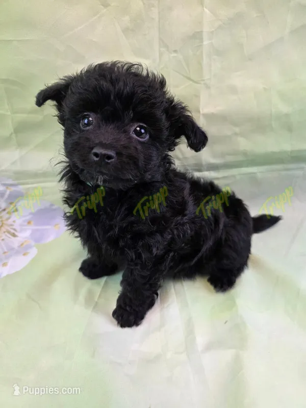 CKC Male 3 – Havapoo puppy for sale in Tecumseh, MI