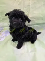 CKC Male 3, a male Havapoo for sale in Tecumseh, MI – 1 of 4