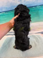CKC Male 1, a male Havapoo for sale in Tecumseh, MI – 3 of 4