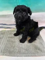 CKC Male 3, a male Havapoo for sale in Tecumseh, MI – 3 of 4