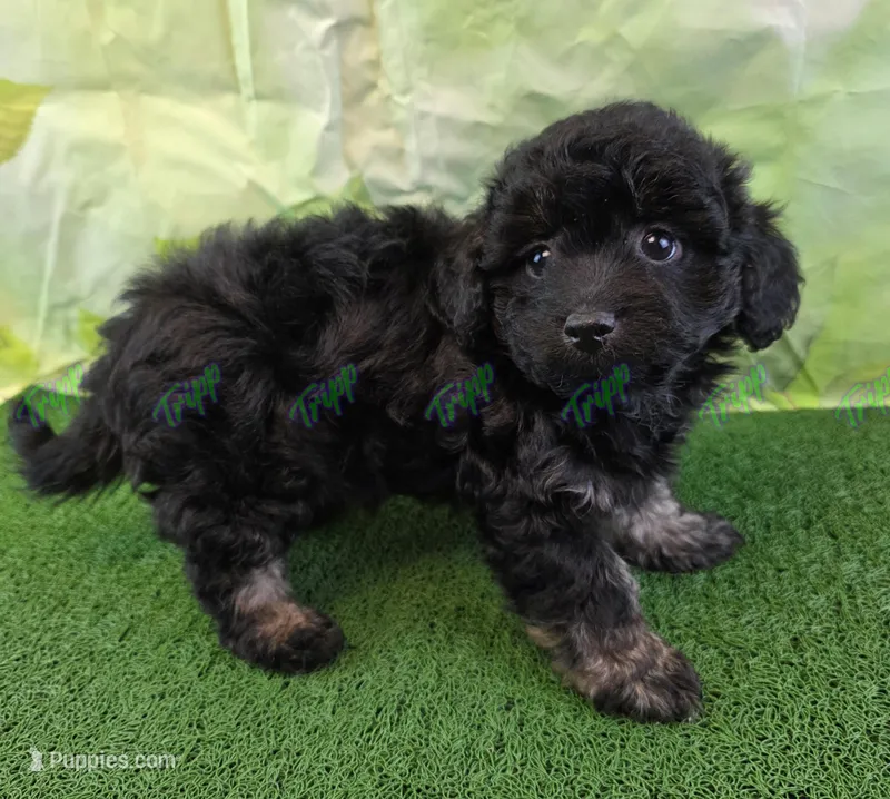 CKC Havapoo Tucker  – Havanese, Poodle - Toy  puppy for sale in Tecumseh, MI