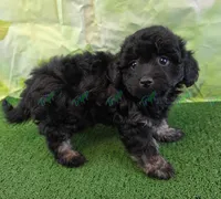 CKC Havapoo Tucker , a male Havanese and Poodle - Toy  for sale in Tecumseh, MI – Photo 1 of 5